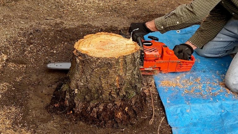 Cutting Tree Roots With A Chainsaw - Best Saw Guidee