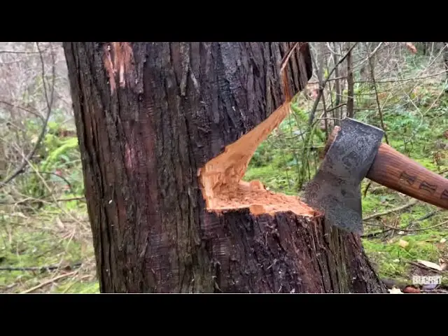What Kind of Axe to Cut down a Tree